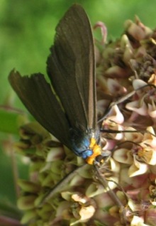 Yellow-collared Scape Moth 